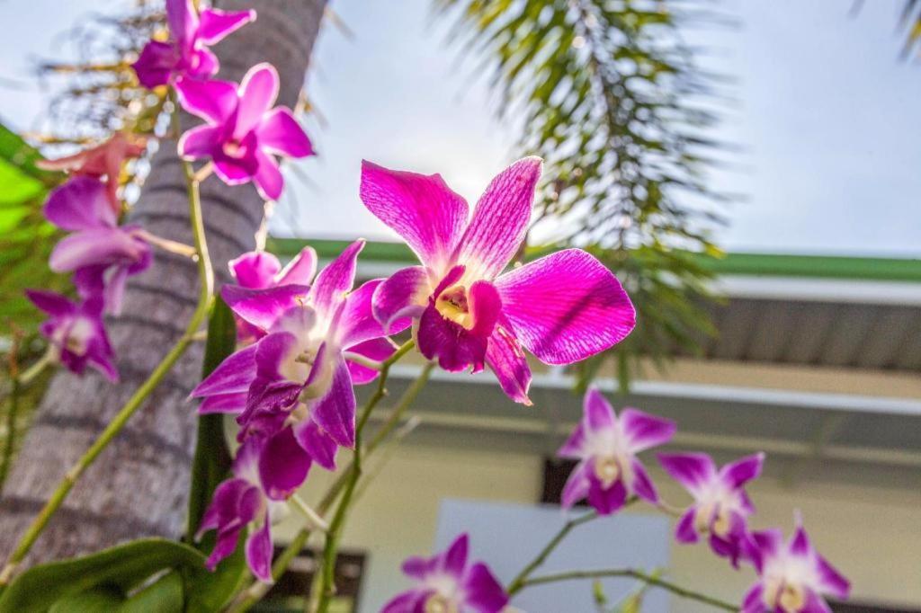 Oyo 450 Rawai Studios Resort Exterior foto